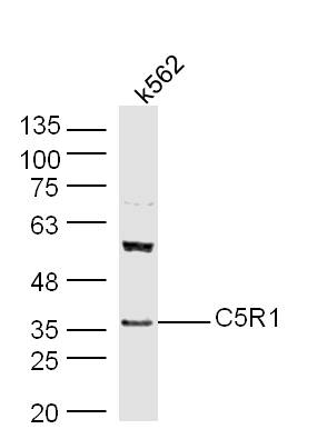 Human K562 cell lysates probed with Rabbit Anti-C5R1 Polyclonal Antibody, Unconjugated (bs-10288R) at 1:300 overnight at 4˚C. Followed by conjugation to secondary antibody (bs-0295G-HRP) at 1:500 for 90 min at 37˚C.