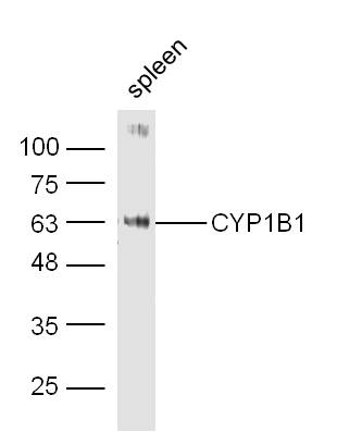 Mouse spleen probed with Rabbit Anti-CYP1B1 Polyclonal Antibody, Unconjugated (bs-12926R) at 1:300 overnight at 4˚C. Followed by conjugation to secondary antibody (bs-0295G-HRP) at 1:500 for 90 min at 37˚C.
