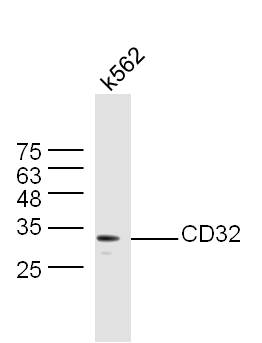 K562 lysates probed with Anti-CD32 Polyclonal Antibody, Unconjugated (bs-2573R) at 1:300 in 4˚C. Followed by conjugation to secondary antibody (bs-0295G-HRP) at 1:5000 90min in 37˚C.