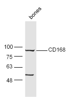 Mouse bone lysate 30ug, probed with Anti-CD168 Polyclonal Antibody (bs-4736R) at 1:300 overnight in 4˚C. Followed by conjugation to the secondary antibody (bs-0295G-HRP) at 1:5000 90min in 37˚C.