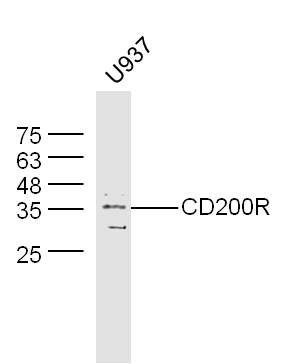 U937 cell lysates probed with Rabbit Anti-CD200R2 Polyclonal Antibody, Unconjugated (bs-7351R) at 1:300 overnight at 4˚C. Followed by conjugation to secondary antibody (bs-0295G-HRP) at 1:500 for 90 min at 37˚C.